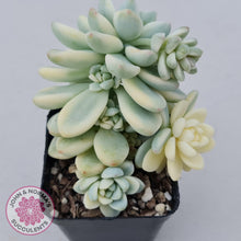 Load image into Gallery viewer, Sedum clavatum variegated - John &amp; Norma&#39;s Succulents
