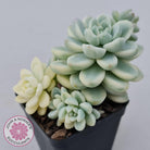Sedum clavatum variegated (Multi)