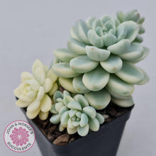 Load image into Gallery viewer, Sedum clavatum variegated - John &amp; Norma&#39;s Succulents
