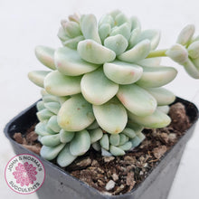 Load image into Gallery viewer, Sedum clavatum variegated - John &amp; Norma&#39;s Succulents
