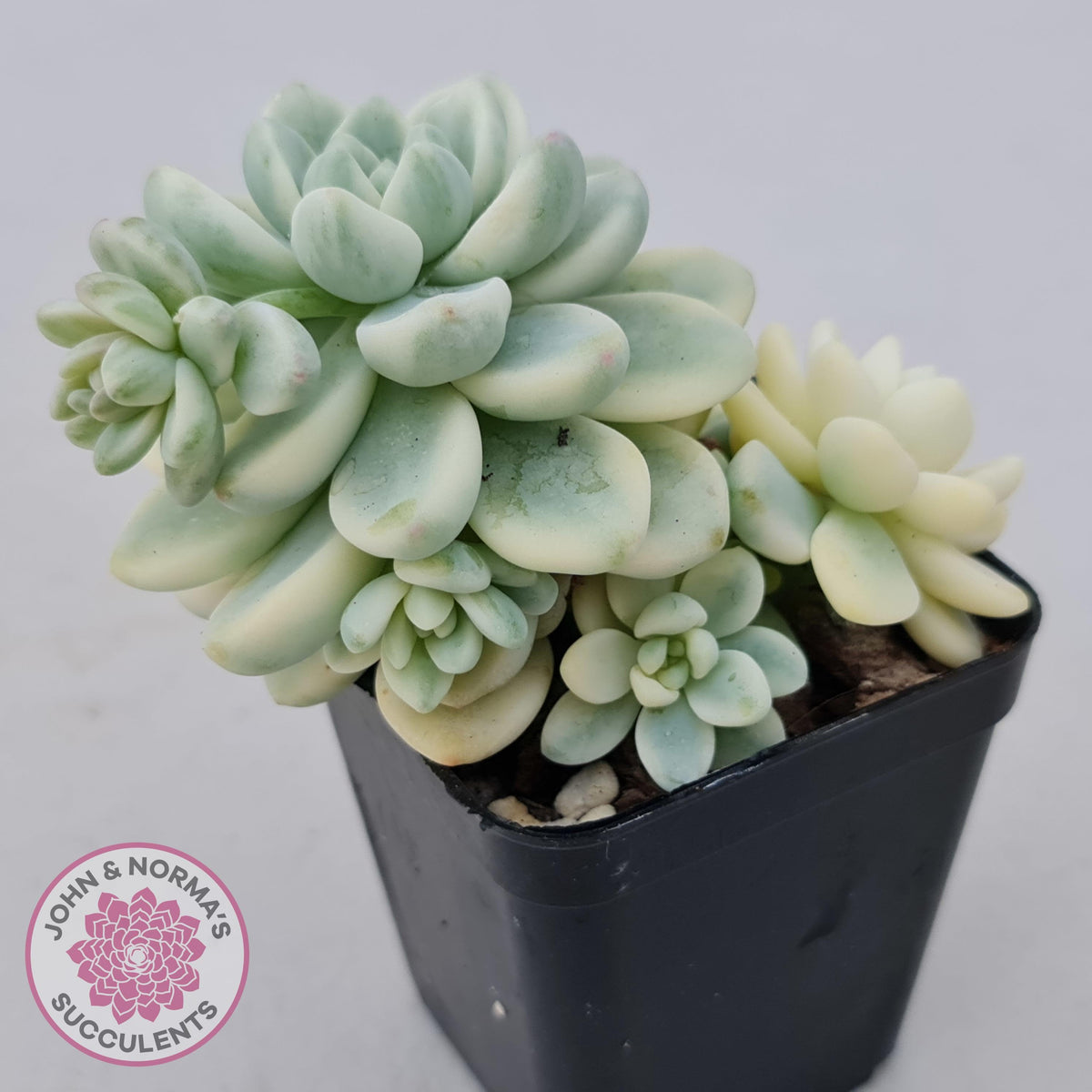 Sedum clavatum variegated (Multi)