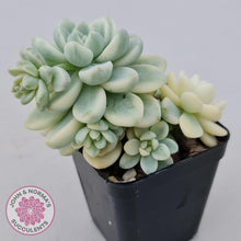 Load image into Gallery viewer, Sedum clavatum variegated - John &amp; Norma&#39;s Succulents
