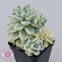 Load image into Gallery viewer, Sedum clavatum variegated - John &amp; Norma&#39;s Succulents
