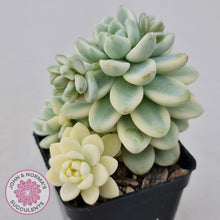 Load image into Gallery viewer, Sedum clavatum variegated - John &amp; Norma&#39;s Succulents
