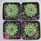 Sempervivum calcareum 'Grigg's Surprise'