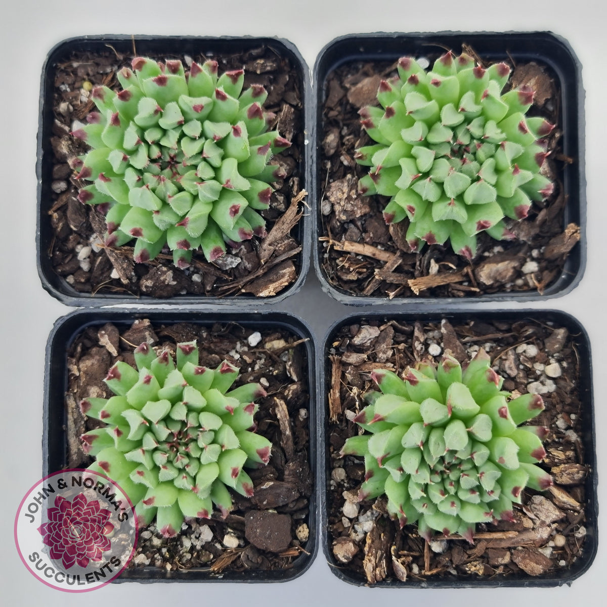 Sempervivum calcareum 'Grigg's Surprise'
