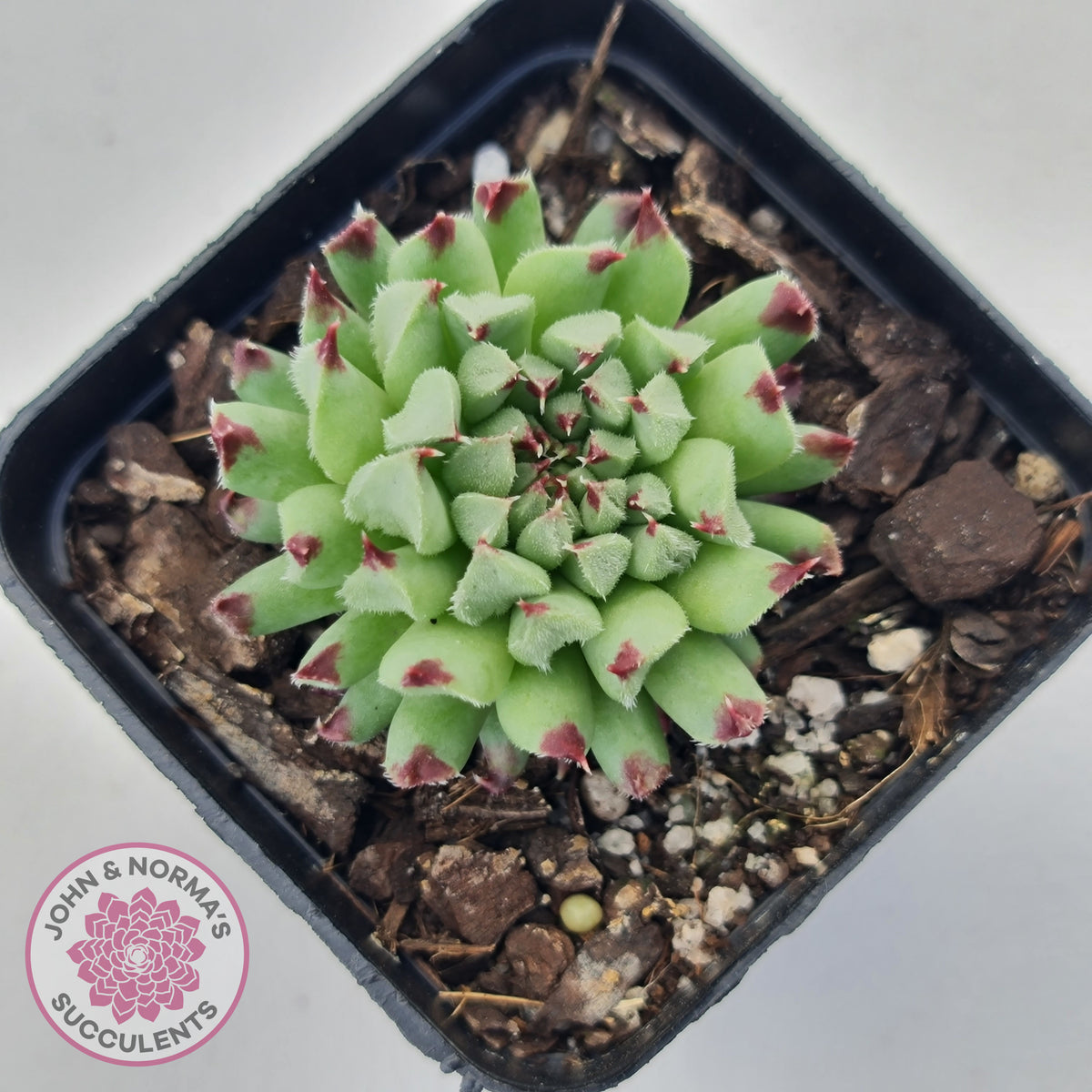 Sempervivum calcareum 'Grigg's Surprise'