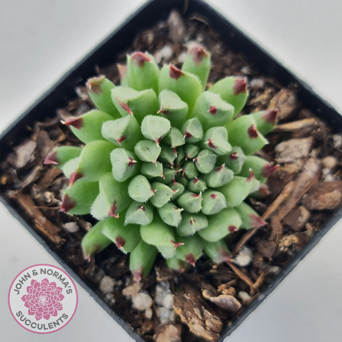 Sempervivum calcareum 'Grigg's Surprise'
