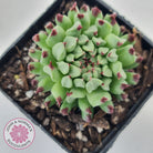 Sempervivum calcareum 'Grigg's Surprise'