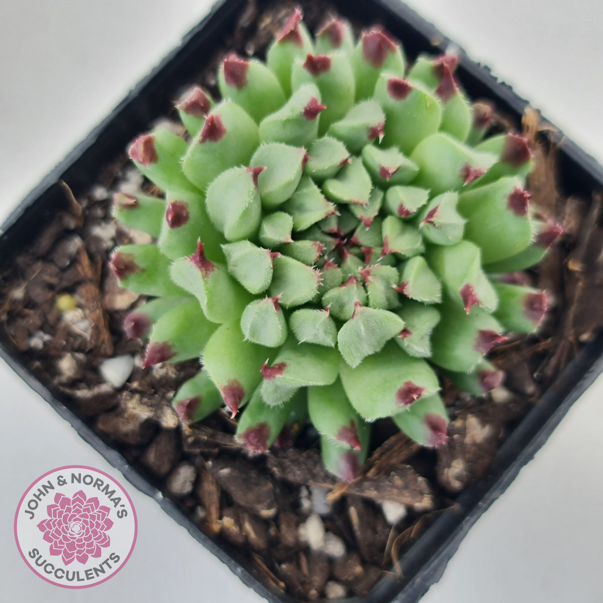 Sempervivum calcareum 'Grigg's Surprise'