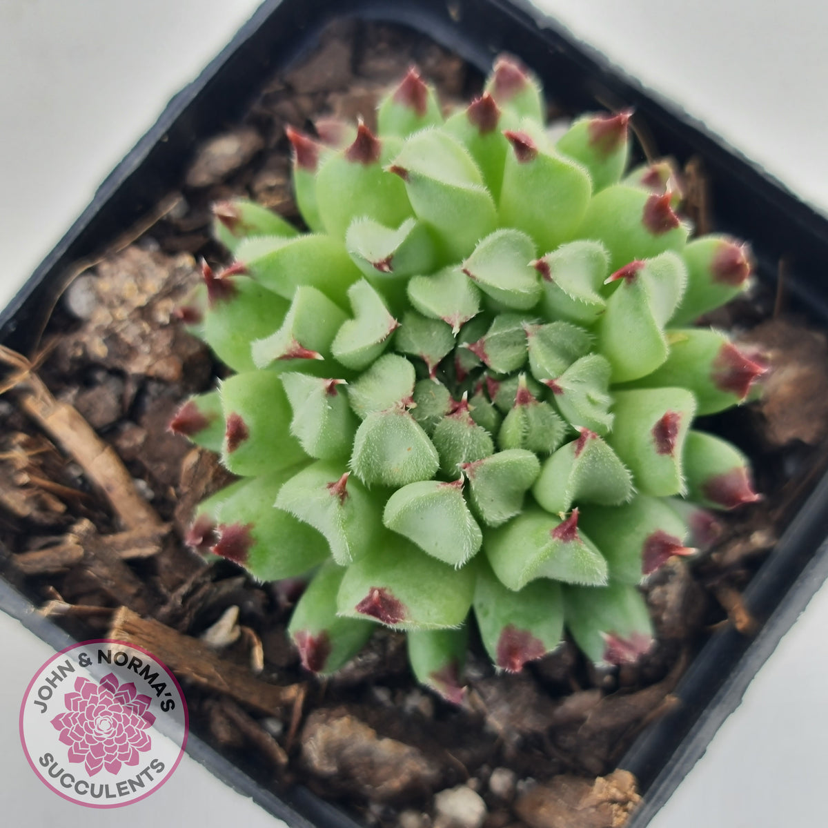 Sempervivum calcareum 'Grigg's Surprise'
