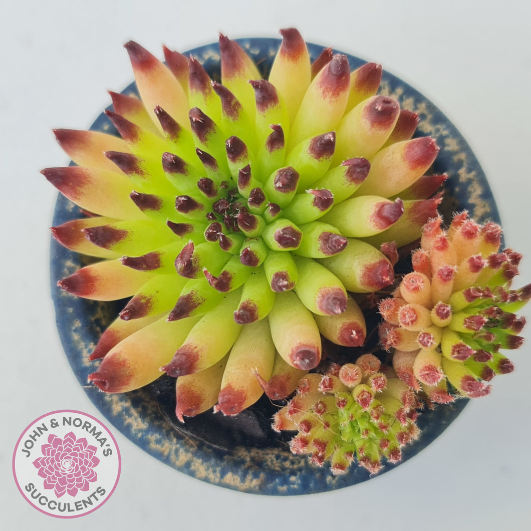 Sempervivum Pittoni