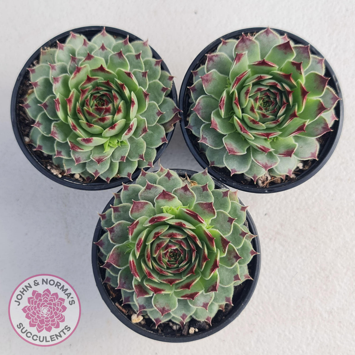 Sempervivum tectorum