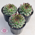 Sempervivum tectorum