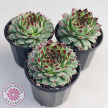 Load image into Gallery viewer, Sempervivum tectorum - John &amp; Norma&#39;s Succulents
