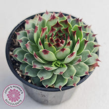 Load image into Gallery viewer, Sempervivum tectorum - John &amp; Norma&#39;s Succulents
