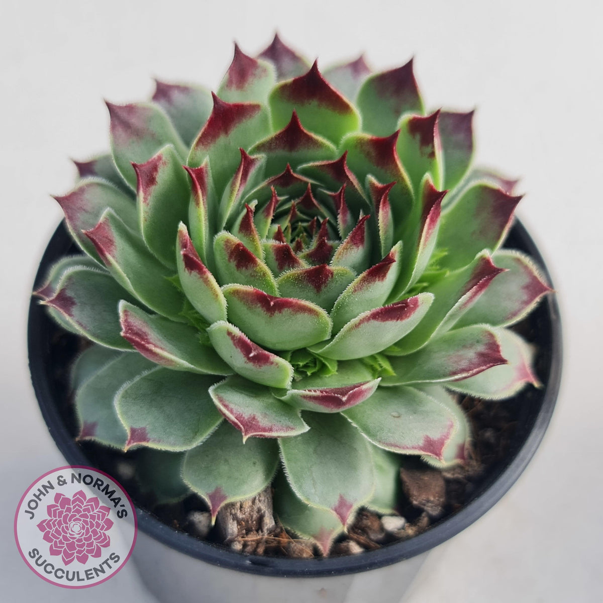 Sempervivum tectorum