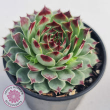 Load image into Gallery viewer, Sempervivum tectorum - John &amp; Norma&#39;s Succulents
