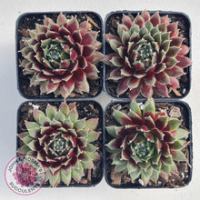 Load image into Gallery viewer, Sempervivum Winter Red - John &amp; Norma&#39;s Succulents
