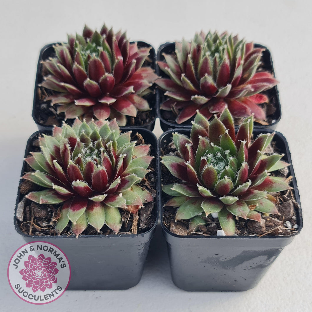 Sempervivum Winter Red - John & Norma's Succulents