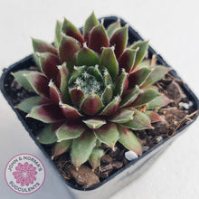 Load image into Gallery viewer, Sempervivum Winter Red - John &amp; Norma&#39;s Succulents
