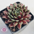 Sempervivum 'Winter Red'
