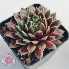 Load image into Gallery viewer, Sempervivum Winter Red - John &amp; Norma&#39;s Succulents
