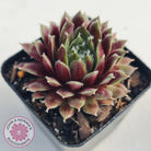 Sempervivum 'Winter Red'