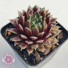 Load image into Gallery viewer, Sempervivum Winter Red - John &amp; Norma&#39;s Succulents
