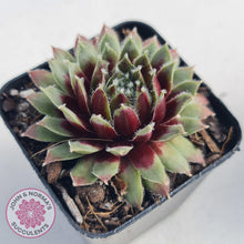 Load image into Gallery viewer, Sempervivum Winter Red - John &amp; Norma&#39;s Succulents
