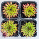 Sempervivum 'Pittoni'