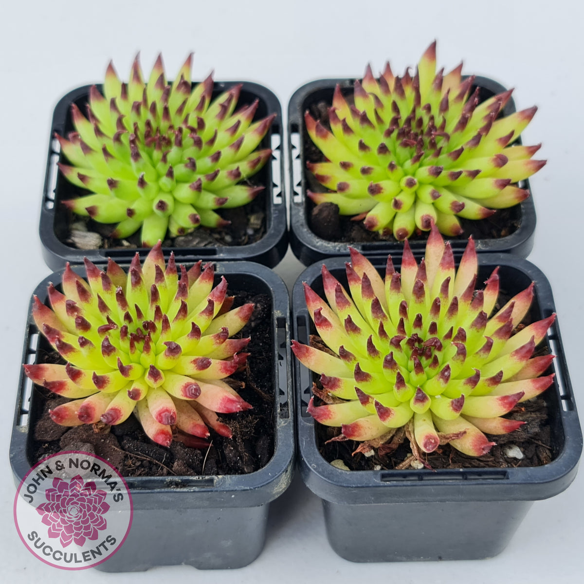 Sempervivum 'Pittoni'