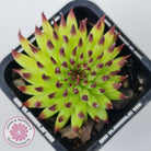 Sempervivum 'Pittoni'