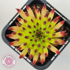 Sempervivum 'Pittoni'