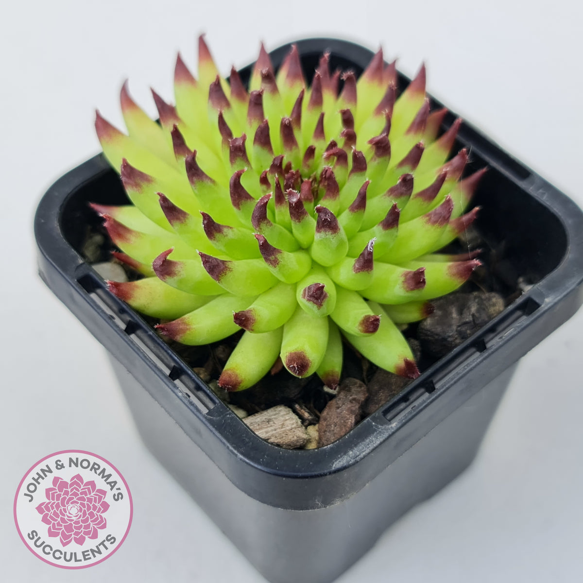 Sempervivum 'Pittoni'