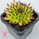 Sempervivum 'Pittoni'