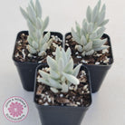 Senecio Haworthii 'Cocoon Plant'
