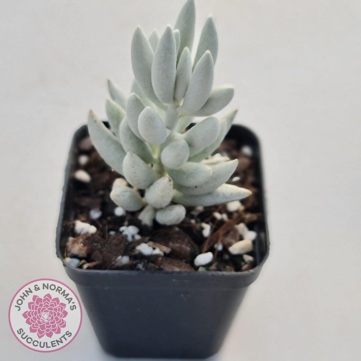 Senecio Haworthii 'Cocoon Plant'