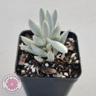 Senecio Haworthii 'Cocoon Plant'