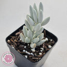 Senecio Haworthii 'Cocoon Plant'