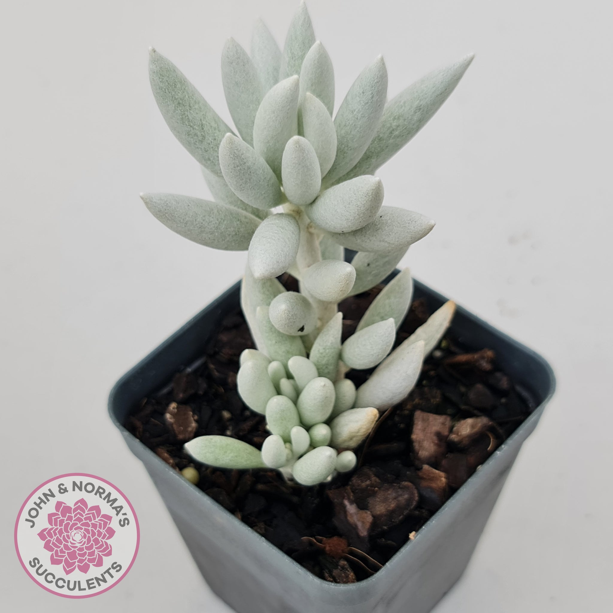 cocoon plant succulent care Buy Senecio Haworthii 'Cocoon Plant' Australia