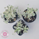 Orostachys iwarenge var. boehmeri - Variegated Chinese Dunce Cap