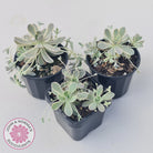 Orostachys iwarenge var. boehmeri - Variegated Chinese Dunce Cap