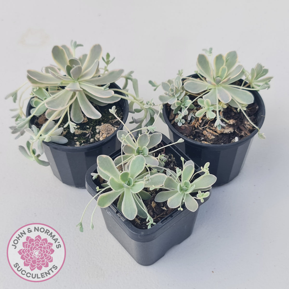 Orostachys iwarenge var. boehmeri - Variegated Chinese Dunce Cap
