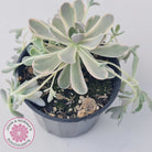Orostachys iwarenge var. boehmeri - Variegated Chinese Dunce Cap