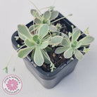 Orostachys iwarenge var. boehmeri - Variegated Chinese Dunce Cap