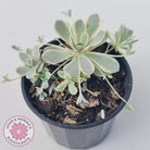Orostachys iwarenge var. boehmeri - Variegated Chinese Dunce Cap