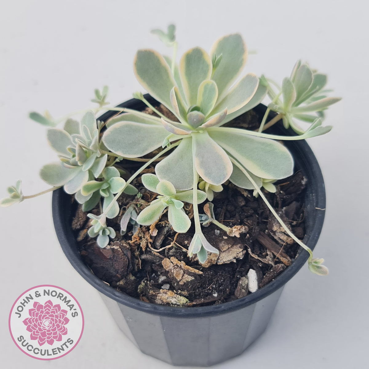 Orostachys iwarenge var. boehmeri - Variegated Chinese Dunce Cap
