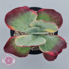 Kalanchoe Luciae 'Fantastic' Variegated Paddle Plant