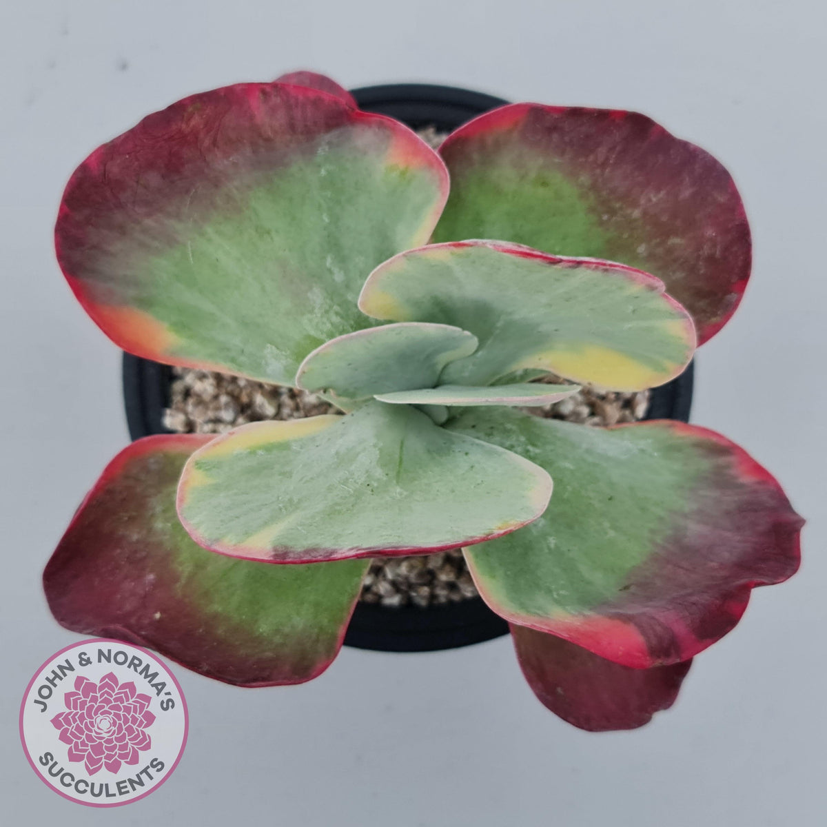 Kalanchoe Luciae 'Fantastic' Variegated Paddle Plant